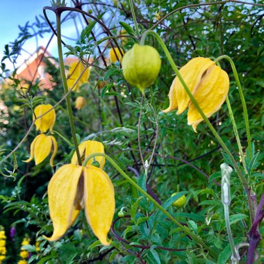 Clematis tangutica 'Bill MacKenzie'