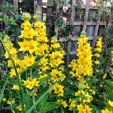 Lysimachia punctata