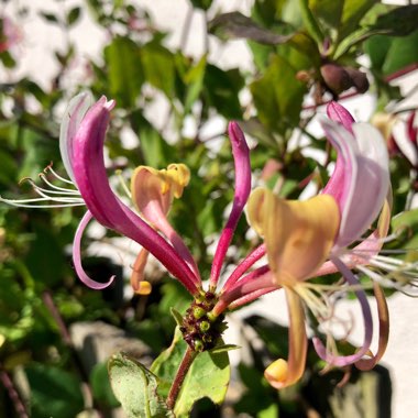Lonicera periclymenum 'Serotina' syn. Lonicera periclymenum 'Florida'