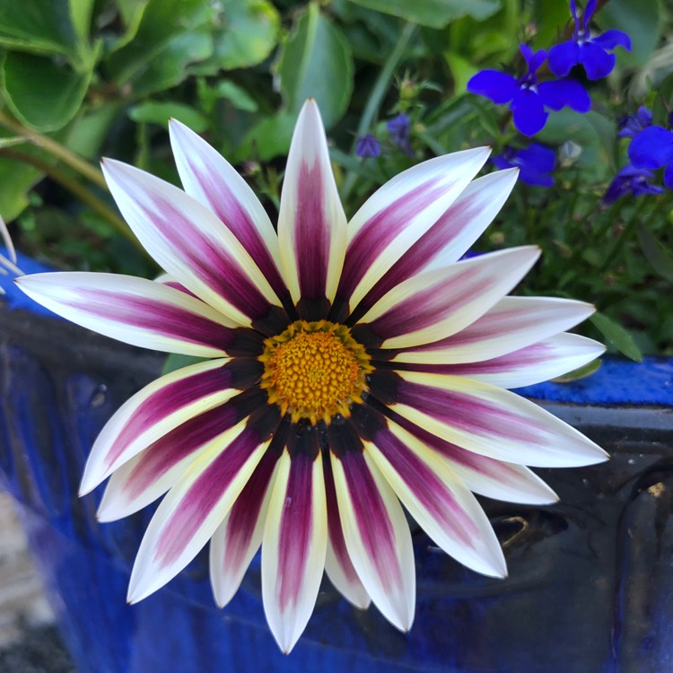plant image 762736