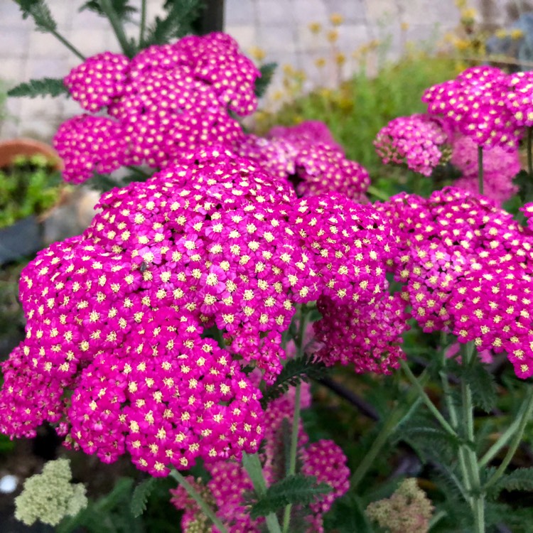 Plant image Achillea millefolium 'Rosea'