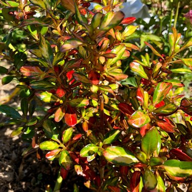 Coprosma