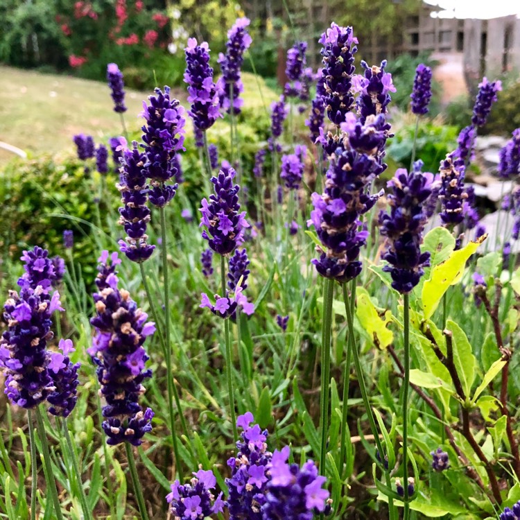 Plant image Lavandula angustifolia 'Anna'
