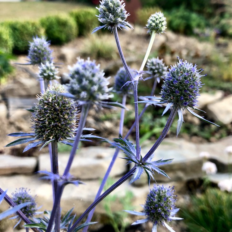 Plant image Eryngium planum 'Blue Hobbit'