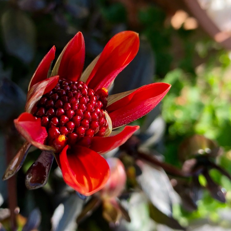 plant image 796723