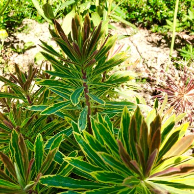 Euphorbia x martini 'Ascot Rainbow'
