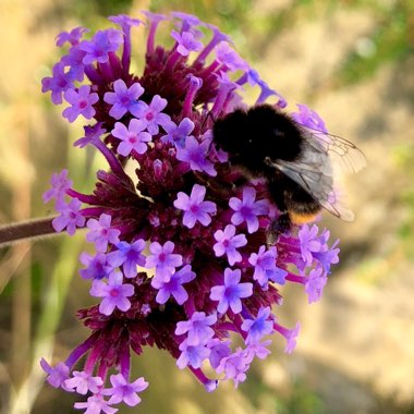 Verbena bonariensis