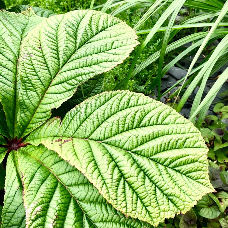 plant image 821067 plant image 821067
