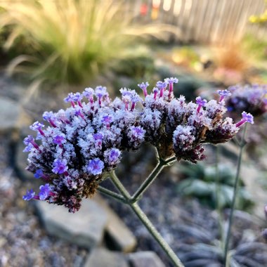 Verbena bonariensis