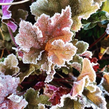 Heuchera 'Marmalade'