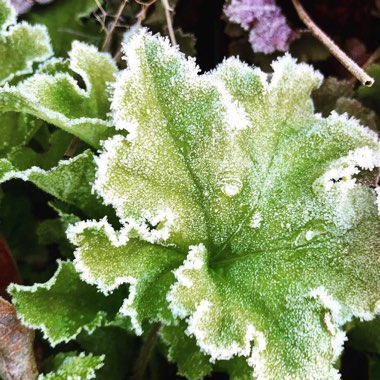 Heuchera 'Lime Marmalade'