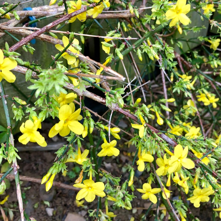 Plant image Jasminum nudiflorum