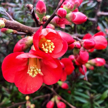 Chaenomeles japonica