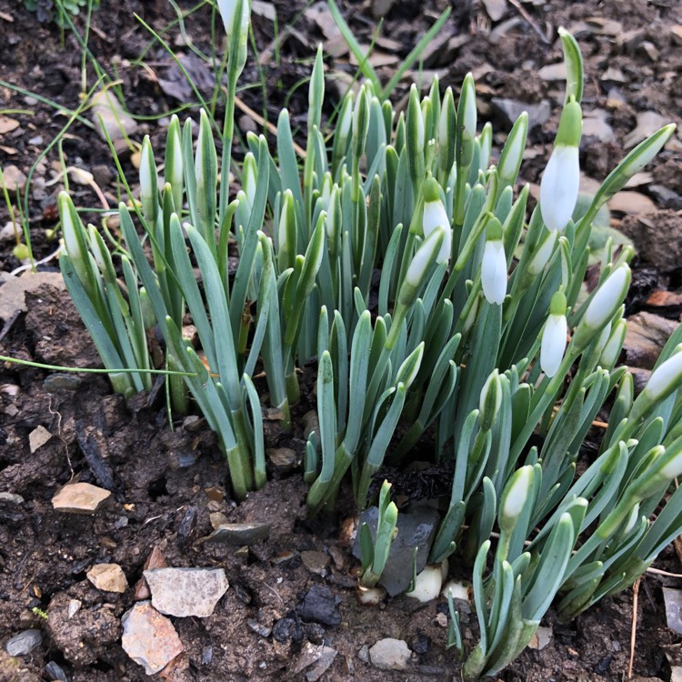 plant image 937498
