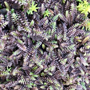 Leptinella squalida 'Platt's Black' syn. Cotula 'Platt's Black'