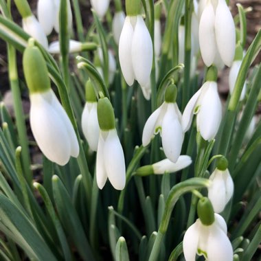 Galanthus nivalis