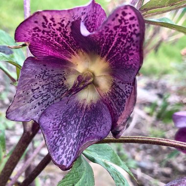 Helleborus x hybridus 'Ashwood Garden Hybrids'