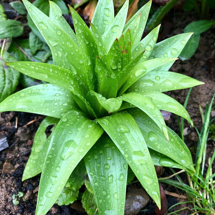 plant image 951812