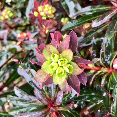 Euphorbia amygdaloides 'Purpurea' syn. Euphorbia amygdaloides 'Rubra'