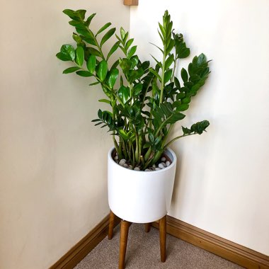 Zamioculcas zamiifolia