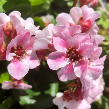 Bergenia 'Harzkristall'