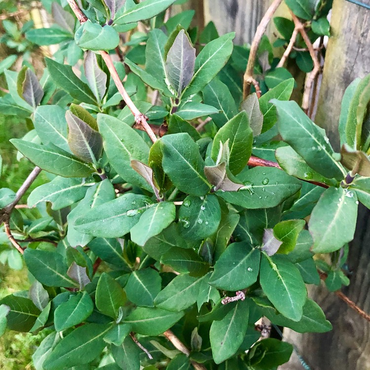 plant image 961962