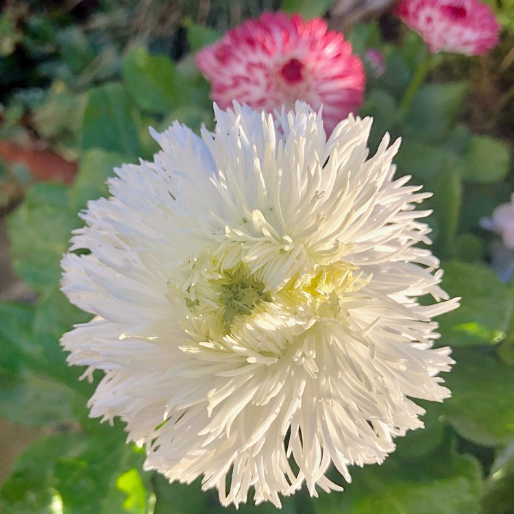 Plant image Bellis perennis Habanera