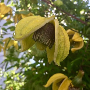 Clematis tangutica 'Bill MacKenzie'