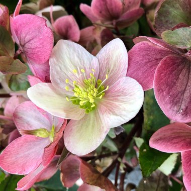Helleborus x hybridus 'Ashwood Garden Hybrids'