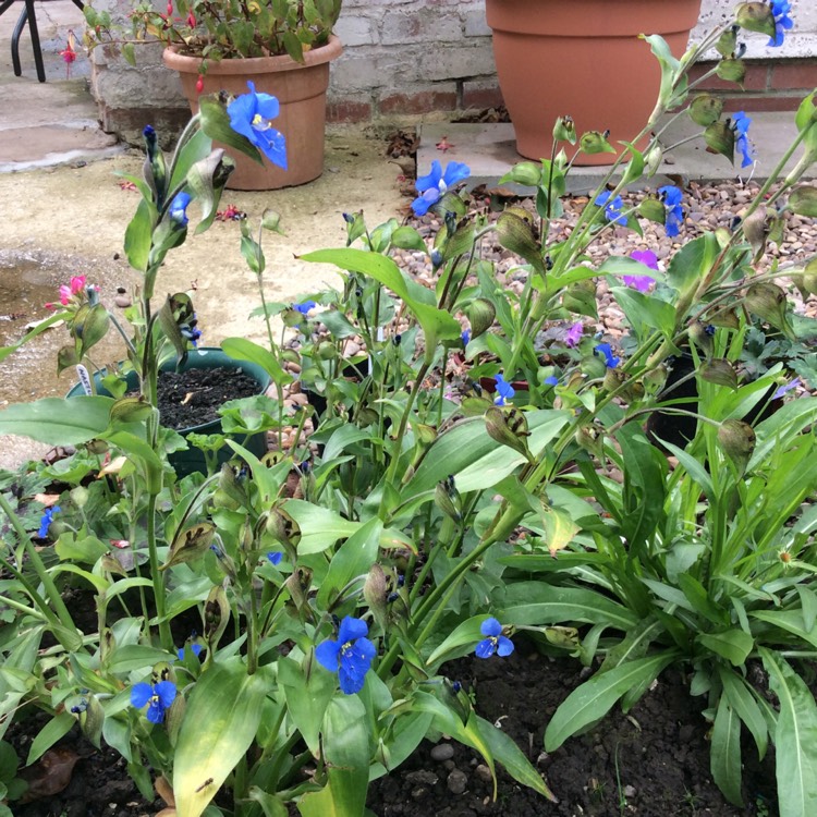 Plant image Commelina dianthifolia
