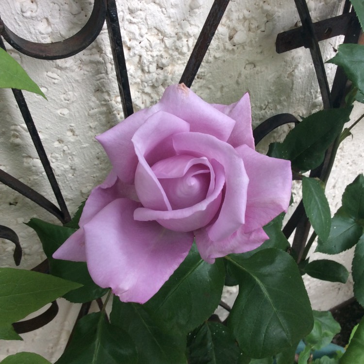 Plant image Rosa 'Tannacht' syn. Rosa 'Blue Moon', Rosa 'Blue Munday', Rosa 'Sissi', Rosa 'Navo-Rose', Rosa 'Mainzer Rad', Rosa 'Mainzer Fastnacht'