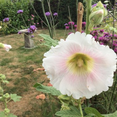 Val's garden