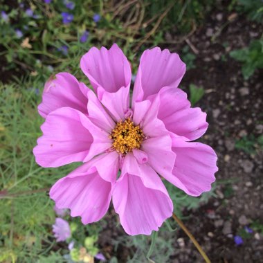 Val's garden