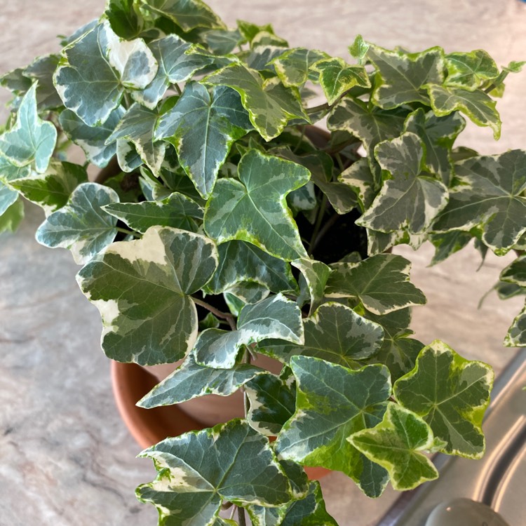 Plant image Hedera Canariensis