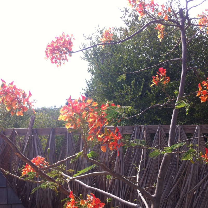 Delonix regia