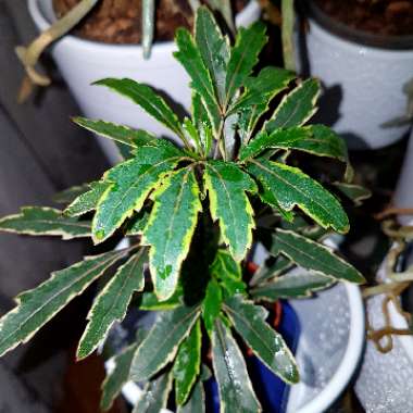 Schefflera 'Bianca'