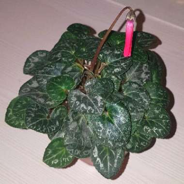 Cyclamen (Hardy)