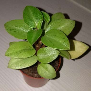Peperomia 'Pixie Lime'