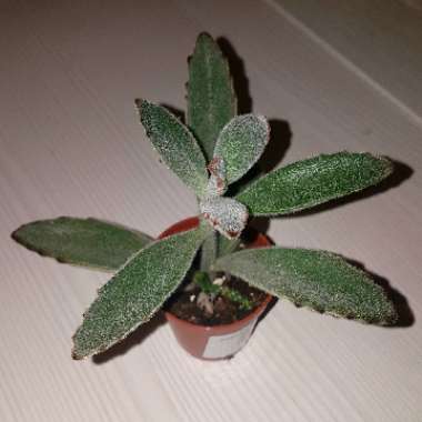 Kalanchoe 'Tomentosa'