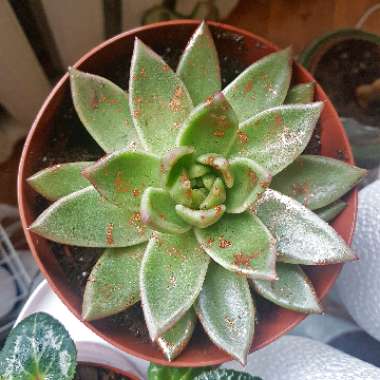 Echeveria 'Agavoides Lemaire'