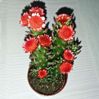 Cactus