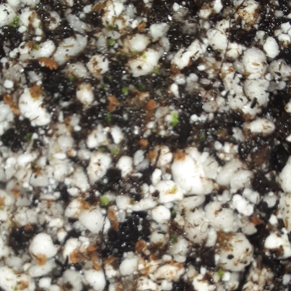 plant image 1725839 plant image 1725839