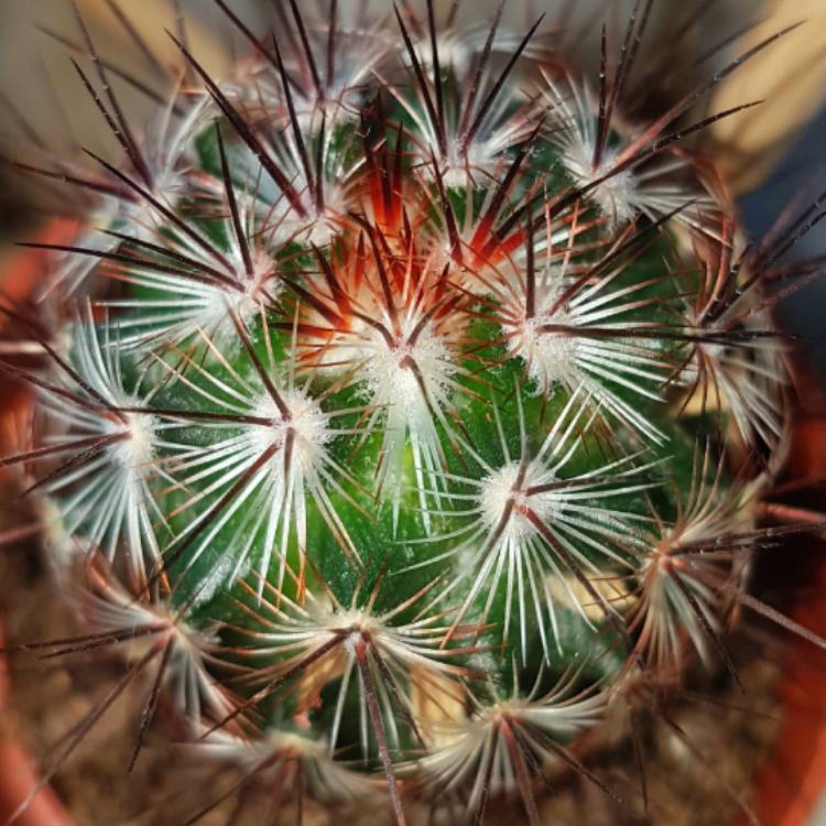 Plant image Mammillaria spinosissima