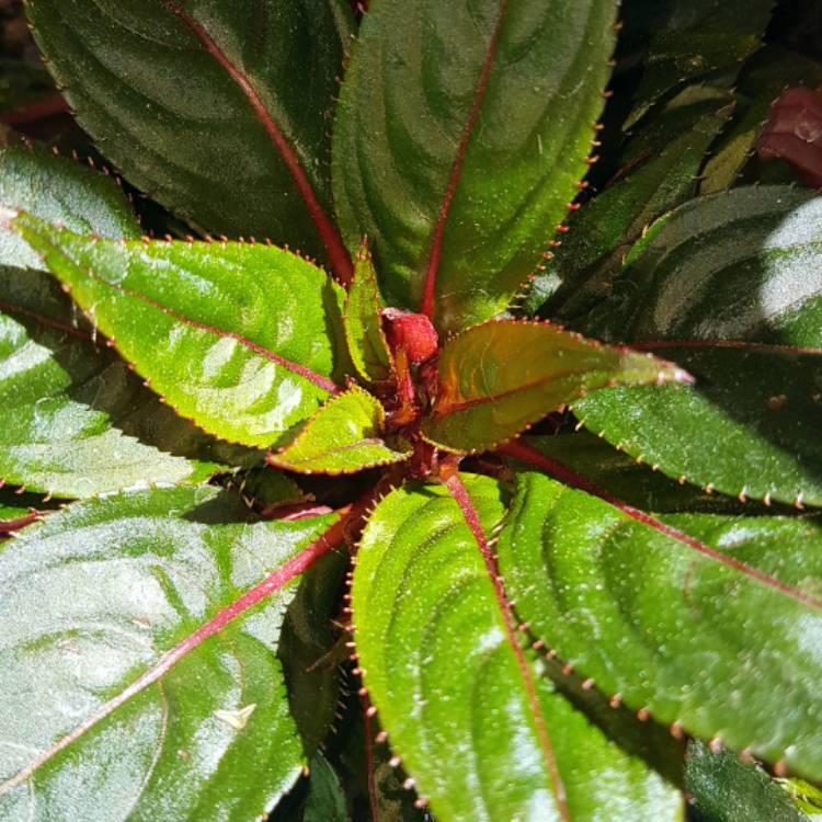 plant image 727628 plant image 727628