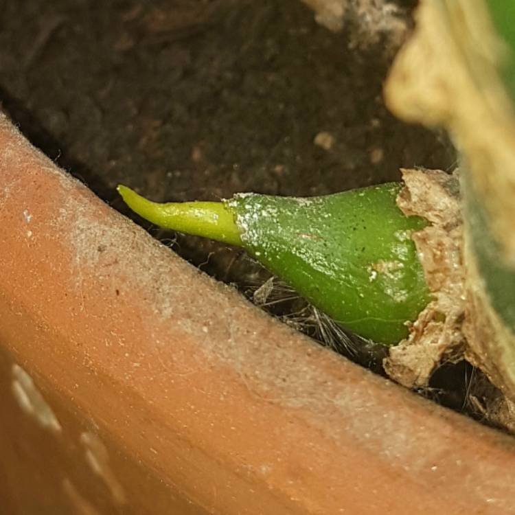 plant image 737303