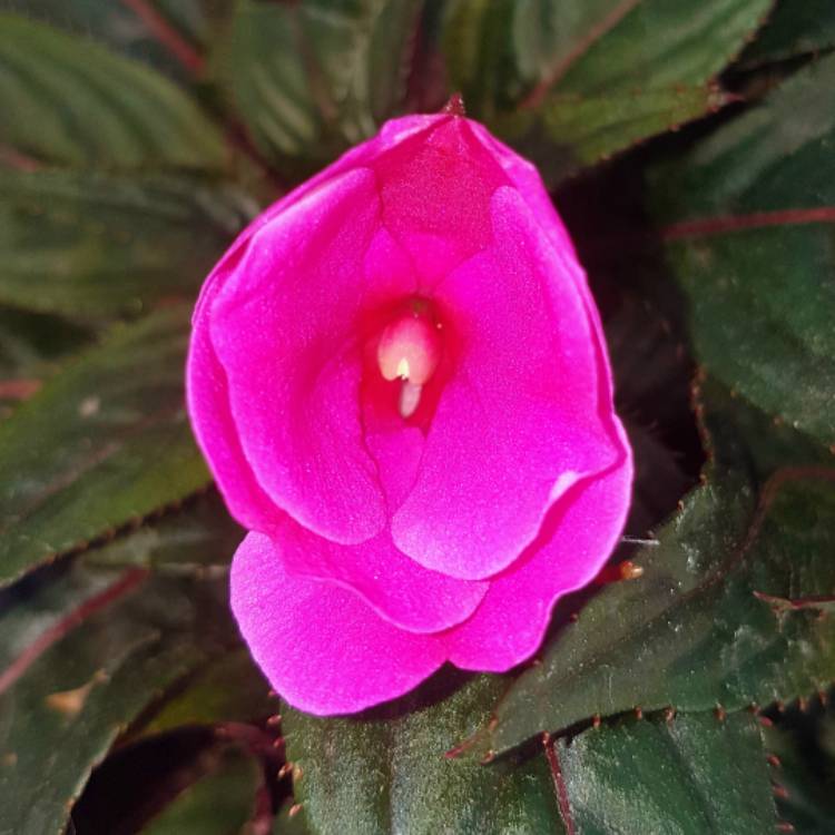 plant image 747480 plant image 747480