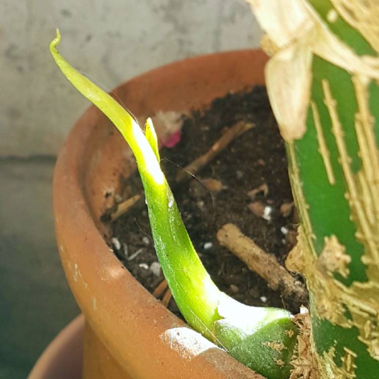 plant image 766374