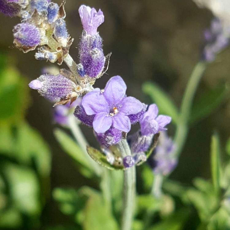 plant image 779806 plant image 779806