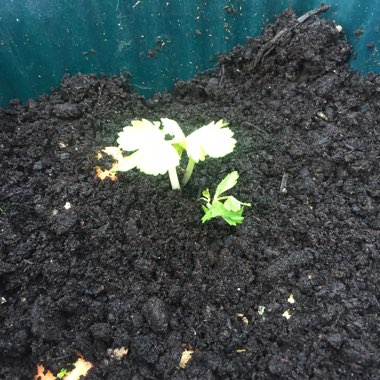 Parsnip