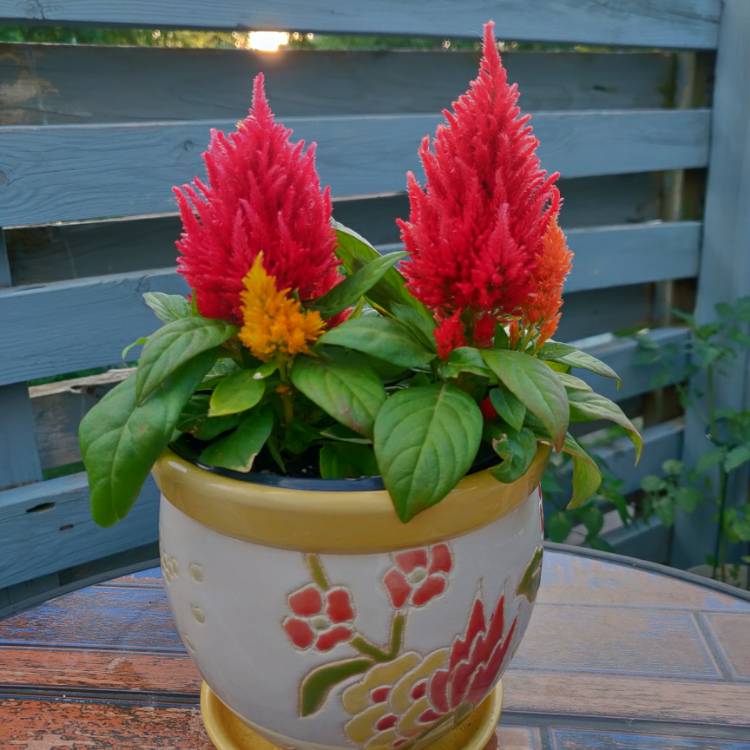 plant image 1090792